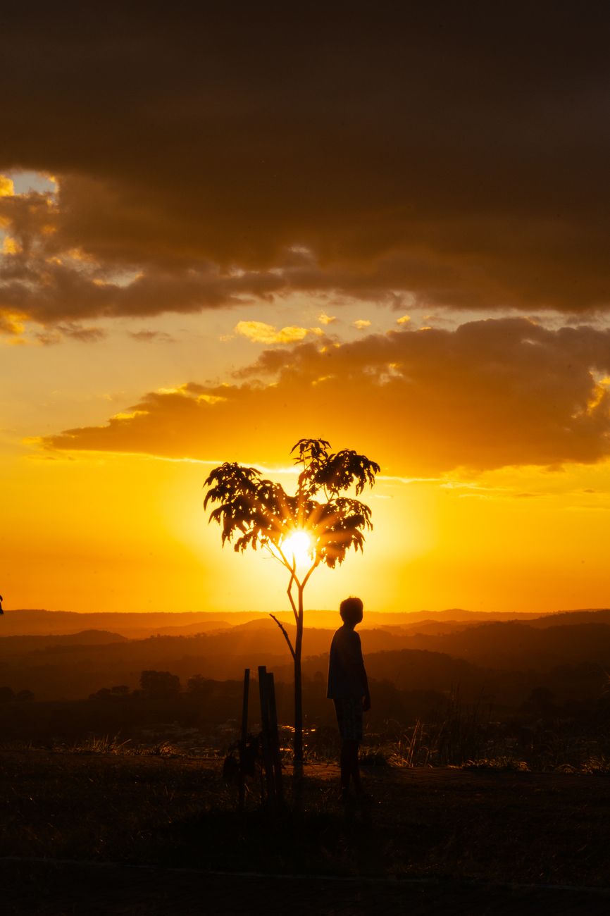 silhouette of person standing near tree at sunset